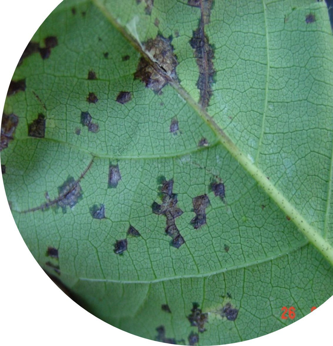 Figure 2. Bacterial blight lesions defined by leaf veins. 
